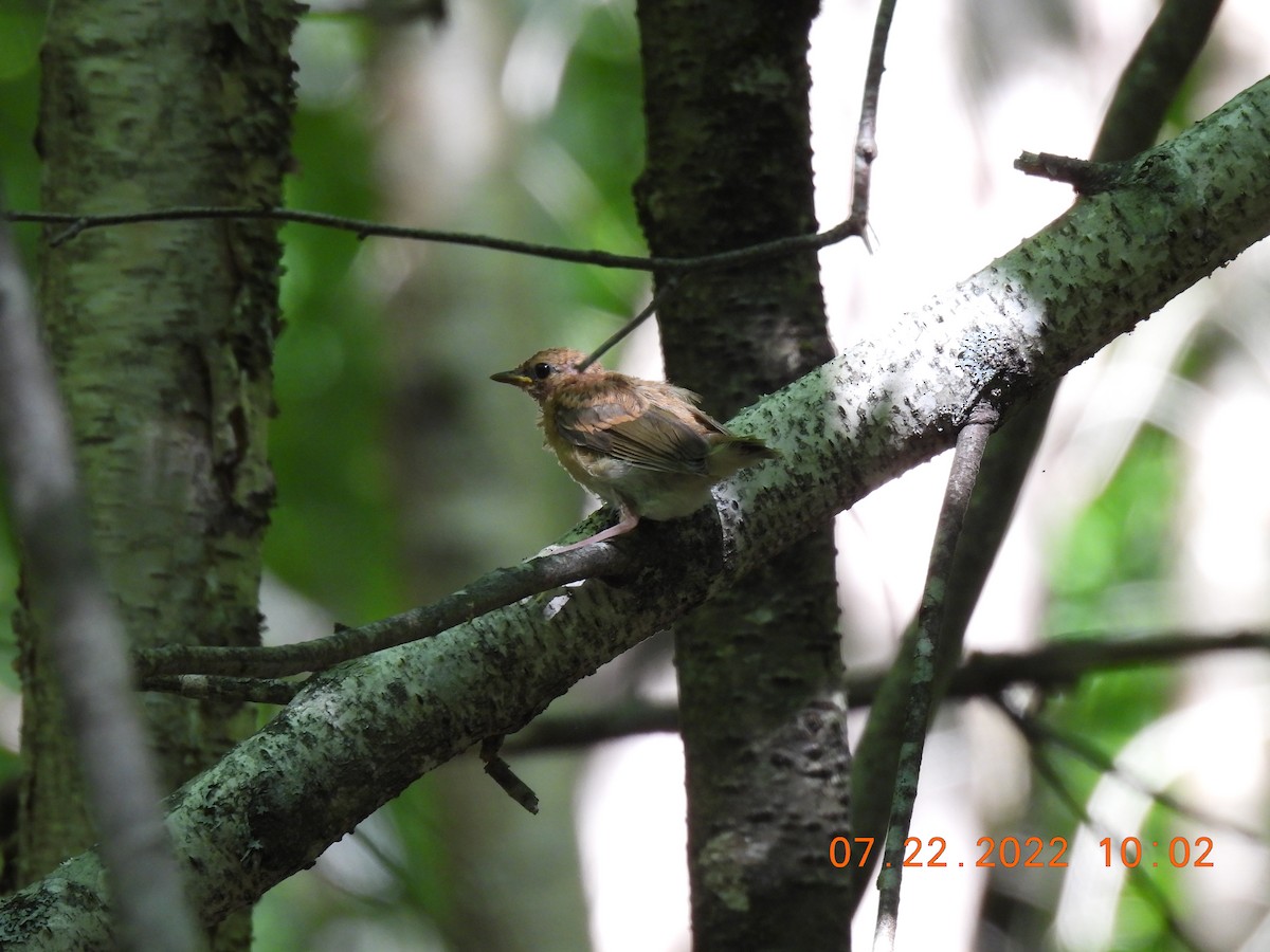 Ovenbird - Cheryl Ring