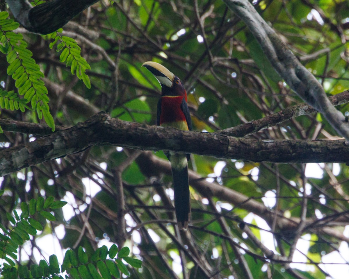 Red-necked Aracari (Western) - Silvia Faustino Linhares