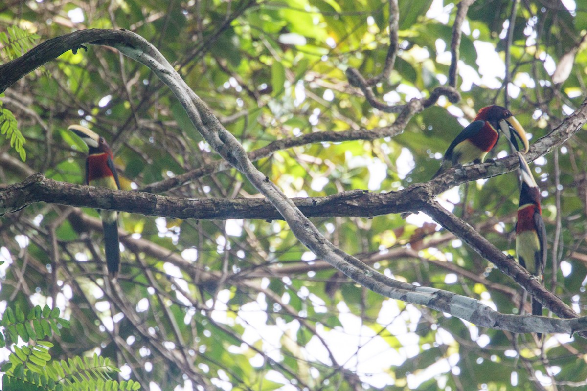 Red-necked Aracari (Western) - Silvia Faustino Linhares