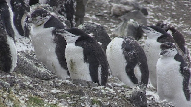 Chinstrap Penguin - ML469248591