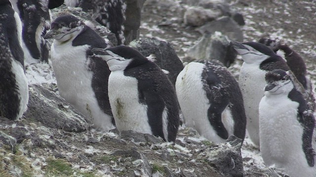 ヒゲペンギン - ML469248591