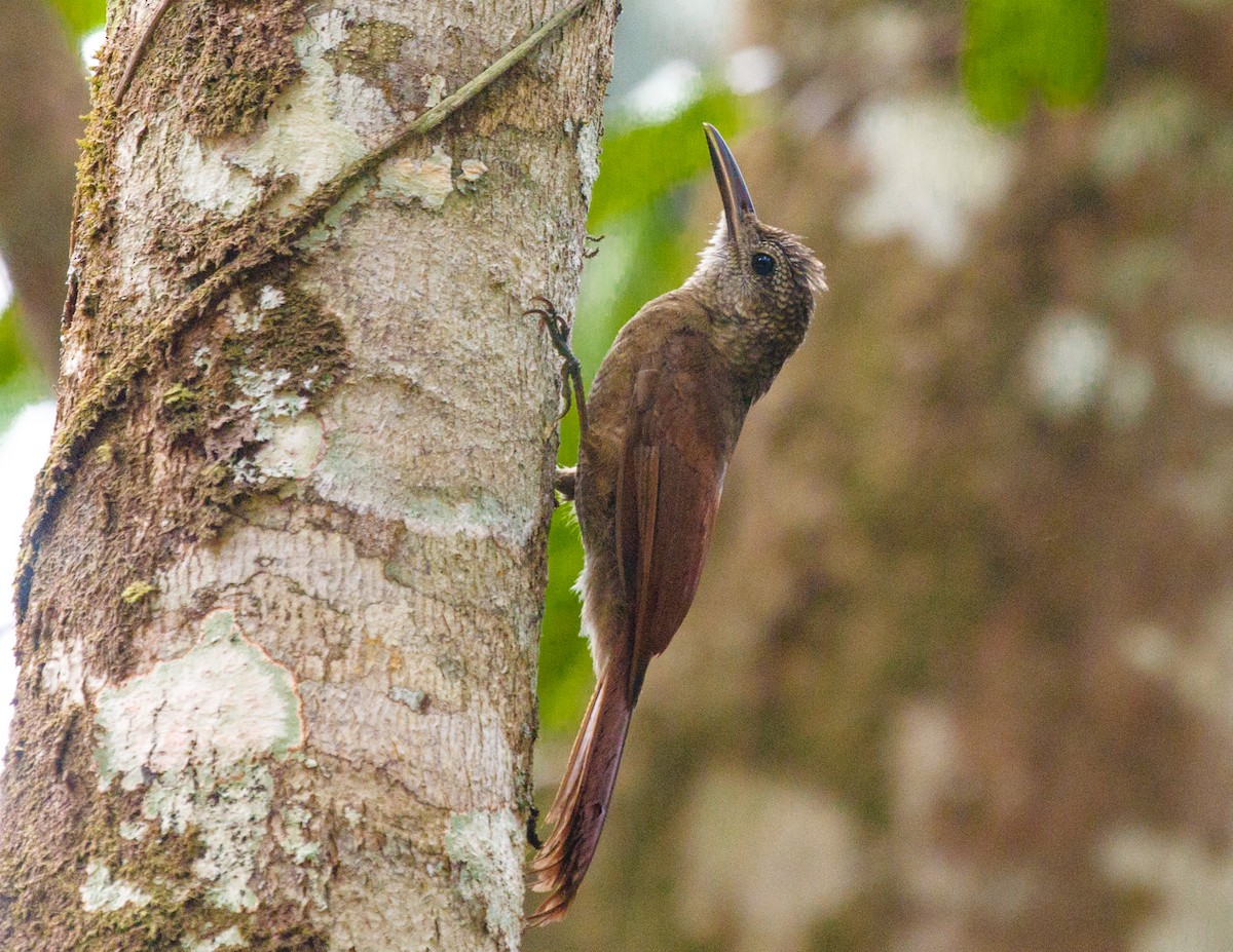 Amazonian Barred-Woodcreeper (Todd's) - Silvia Faustino Linhares