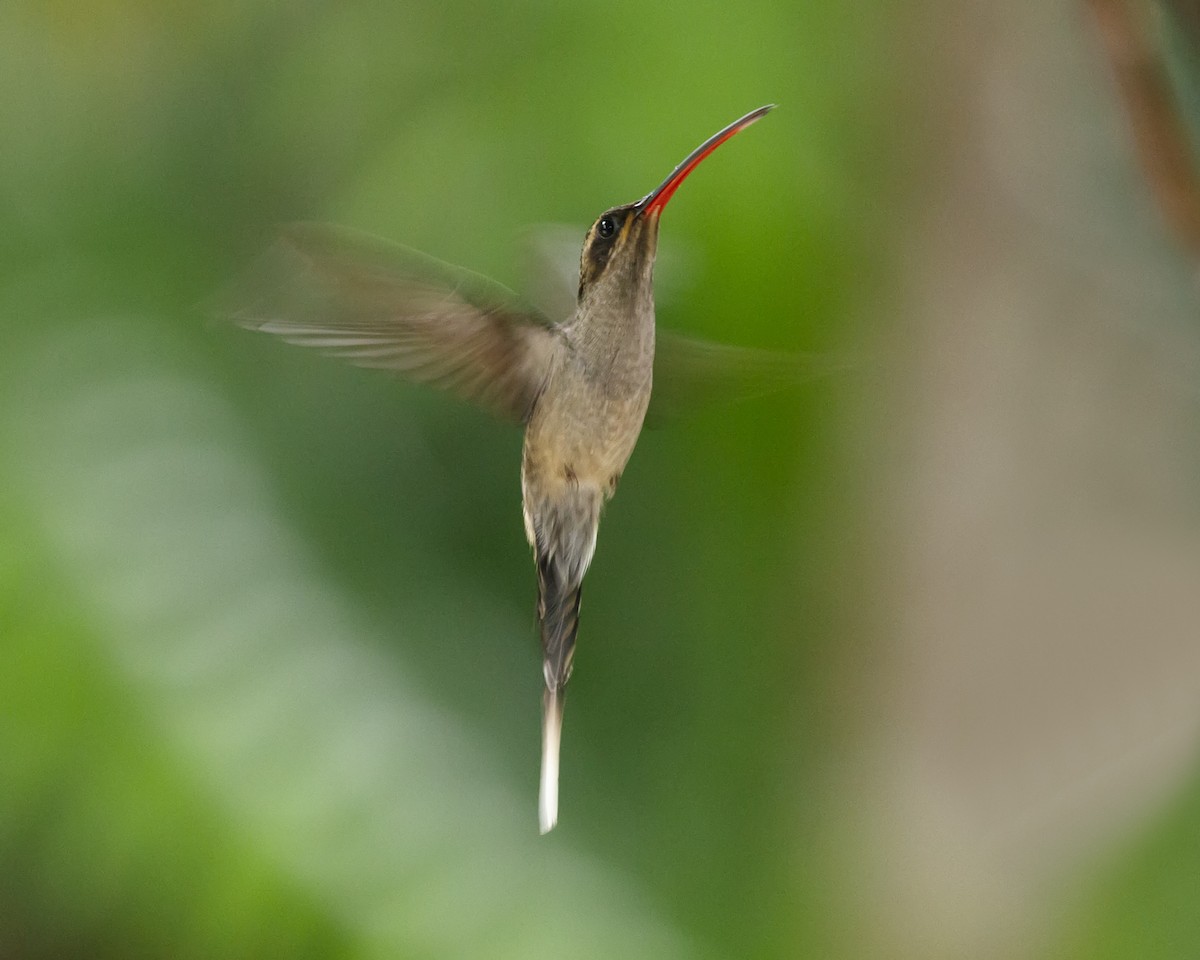 Long-tailed Hermit - ML469249281