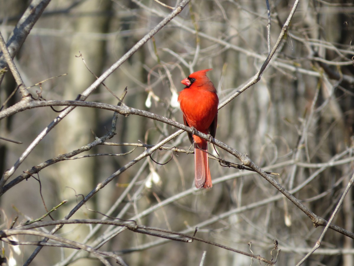 Cardinal rouge - ML46925331