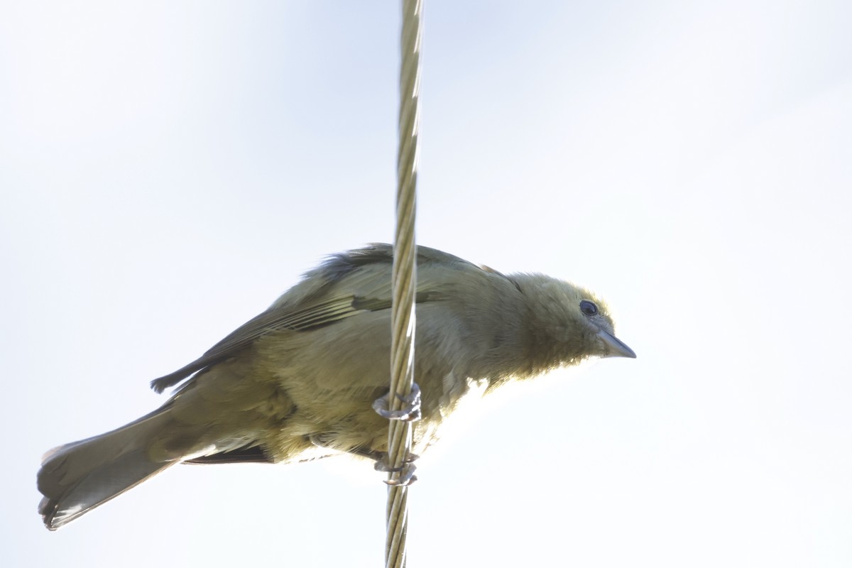 Palm Tanager - ML469253961