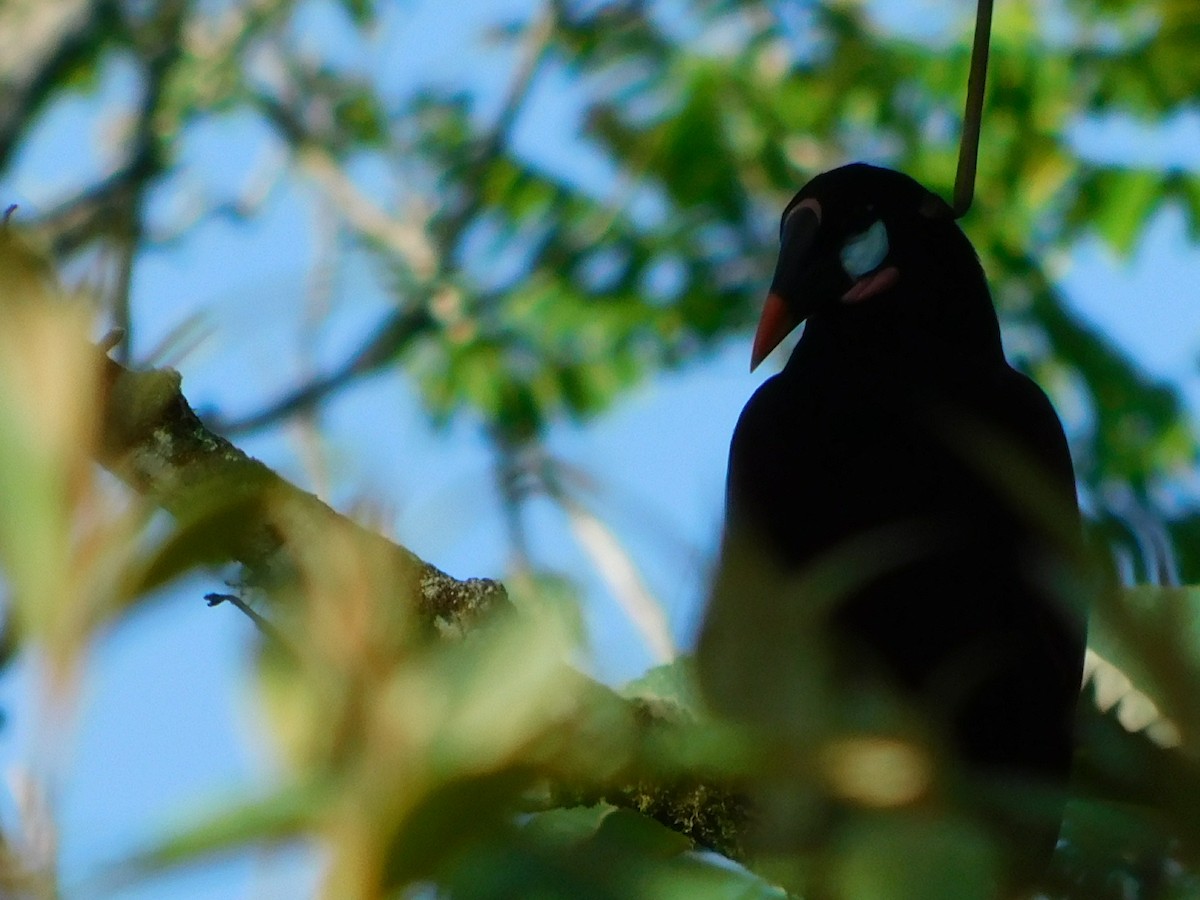 Montezuma Oropendola - ML46925571