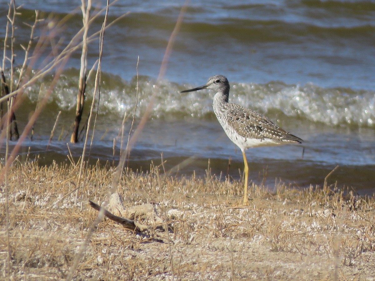 Greater Yellowlegs - ML469256401