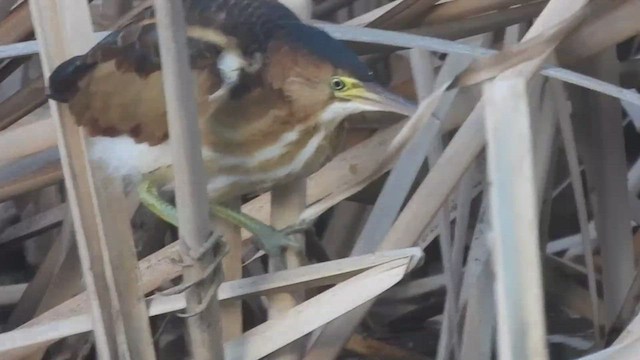 Least Bittern - ML469256431