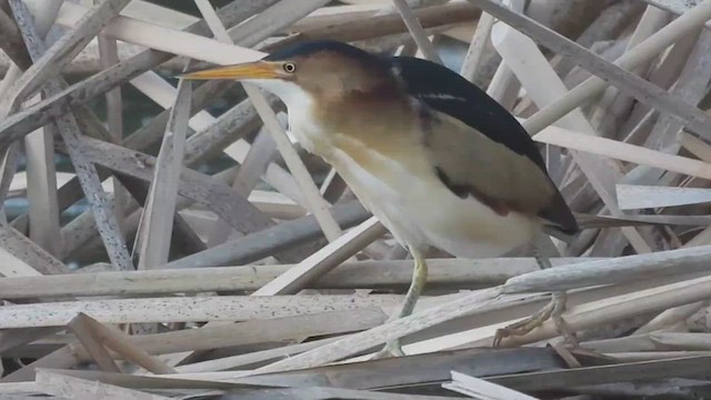 Least Bittern - ML469256441