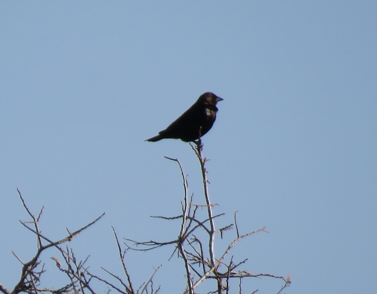 Brown-headed Cowbird - ML469256581