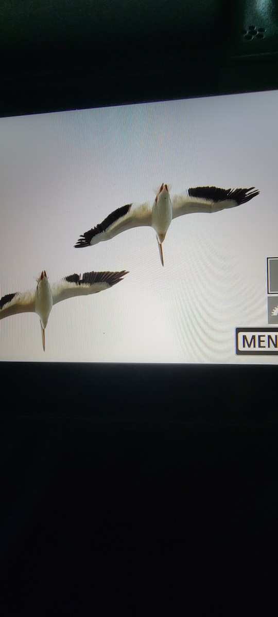 pelikán severoamerický - ML469256601