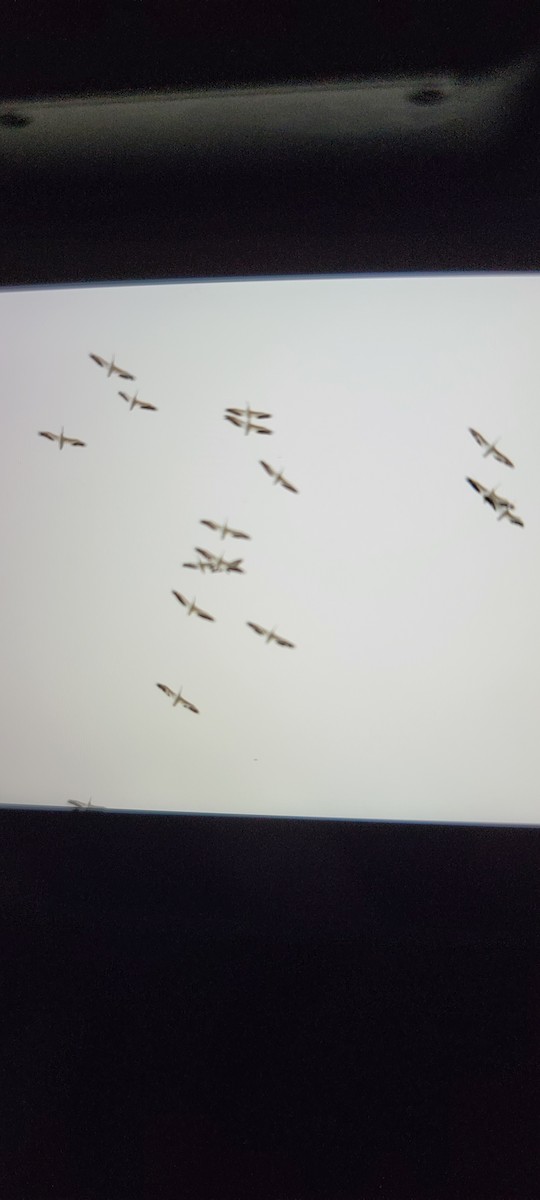 American White Pelican - ML469256611