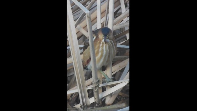 Least Bittern - ML469257361