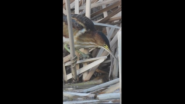 Least Bittern - ML469257371