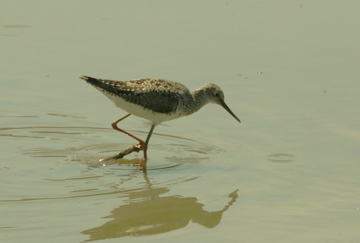 Lesser Yellowlegs - ML469257401