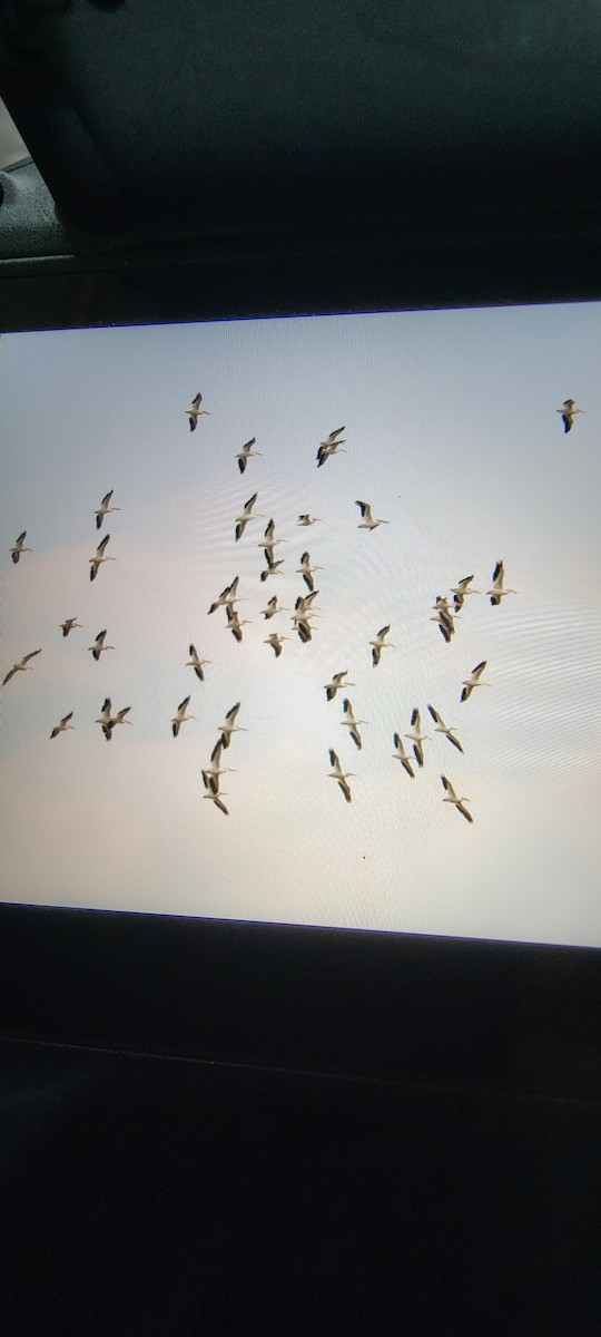 pelikán severoamerický - ML469257431