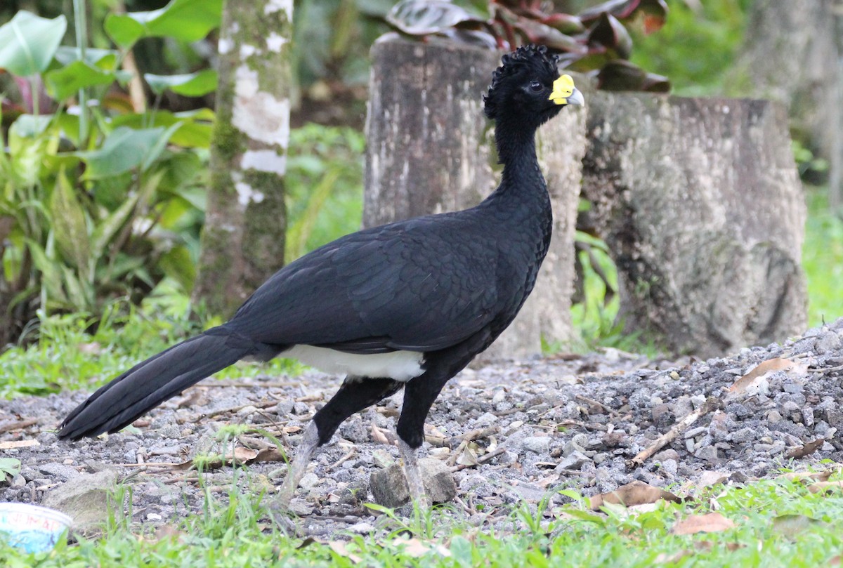 Great Curassow - ML46925891
