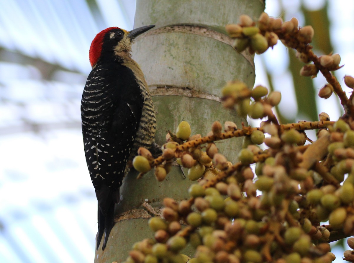 Black-cheeked Woodpecker - ML46925951