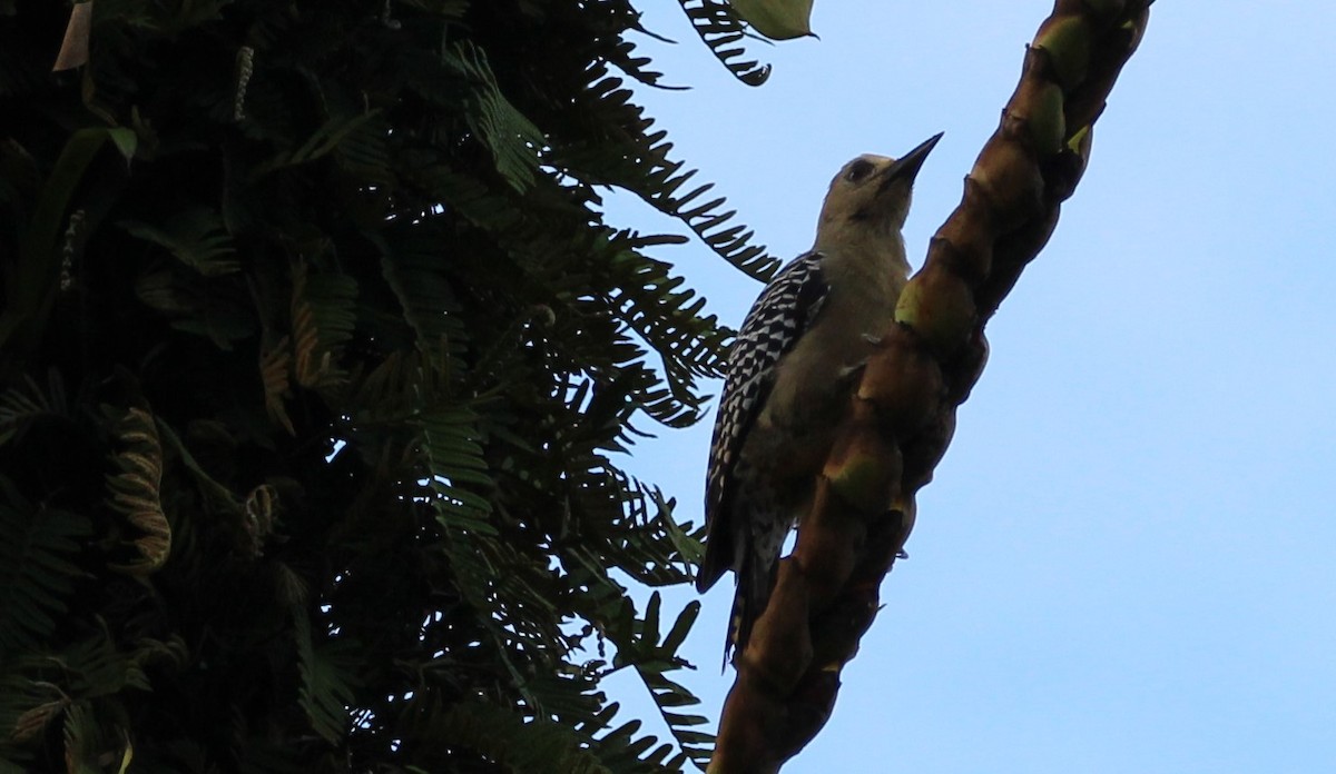 Hoffmann's Woodpecker - ML46926021