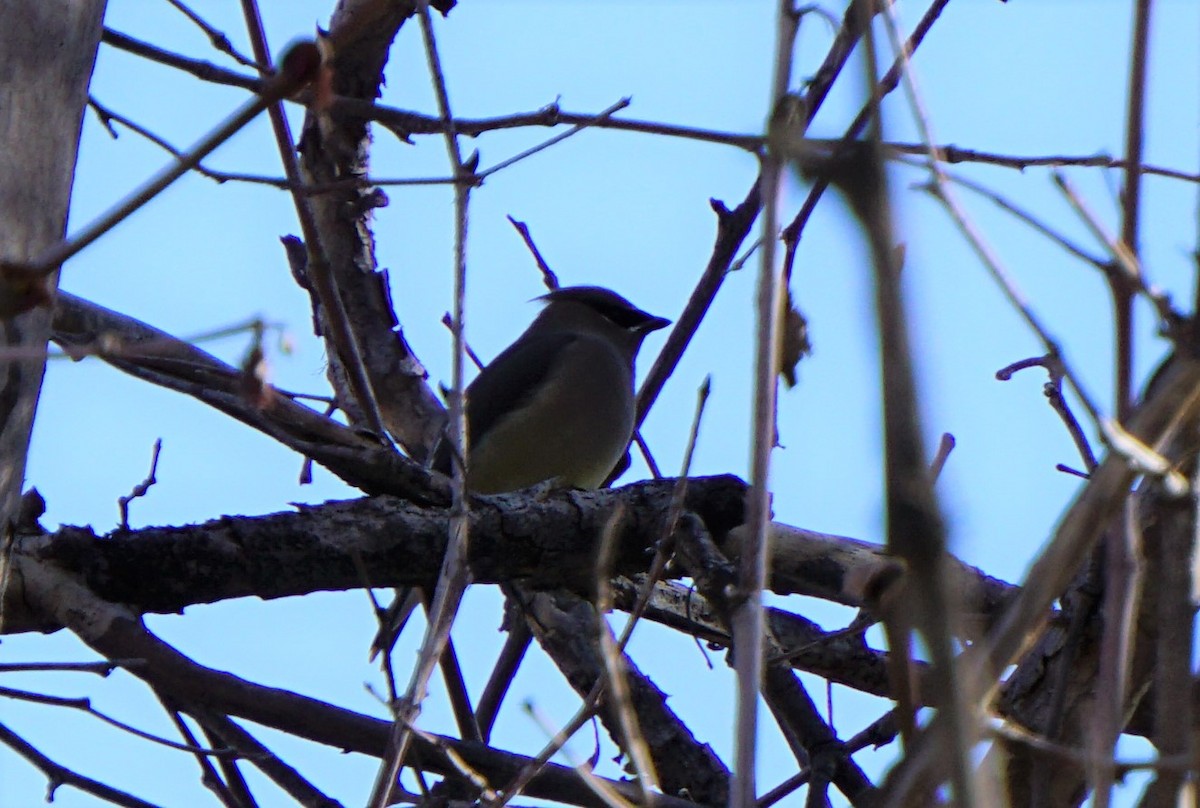 Cedar Waxwing - ML46926061