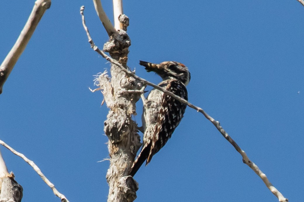 Ladder-backed Woodpecker - ML469260661