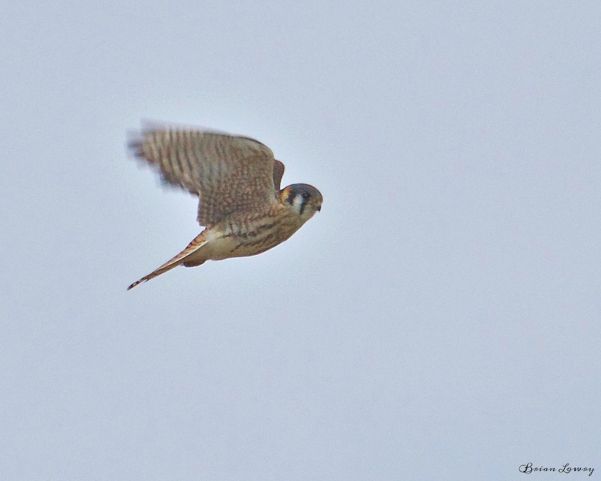 American Kestrel - Brian Lowry