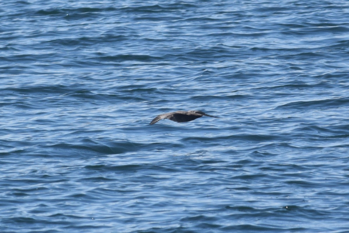 Short-tailed Shearwater - ML469261251