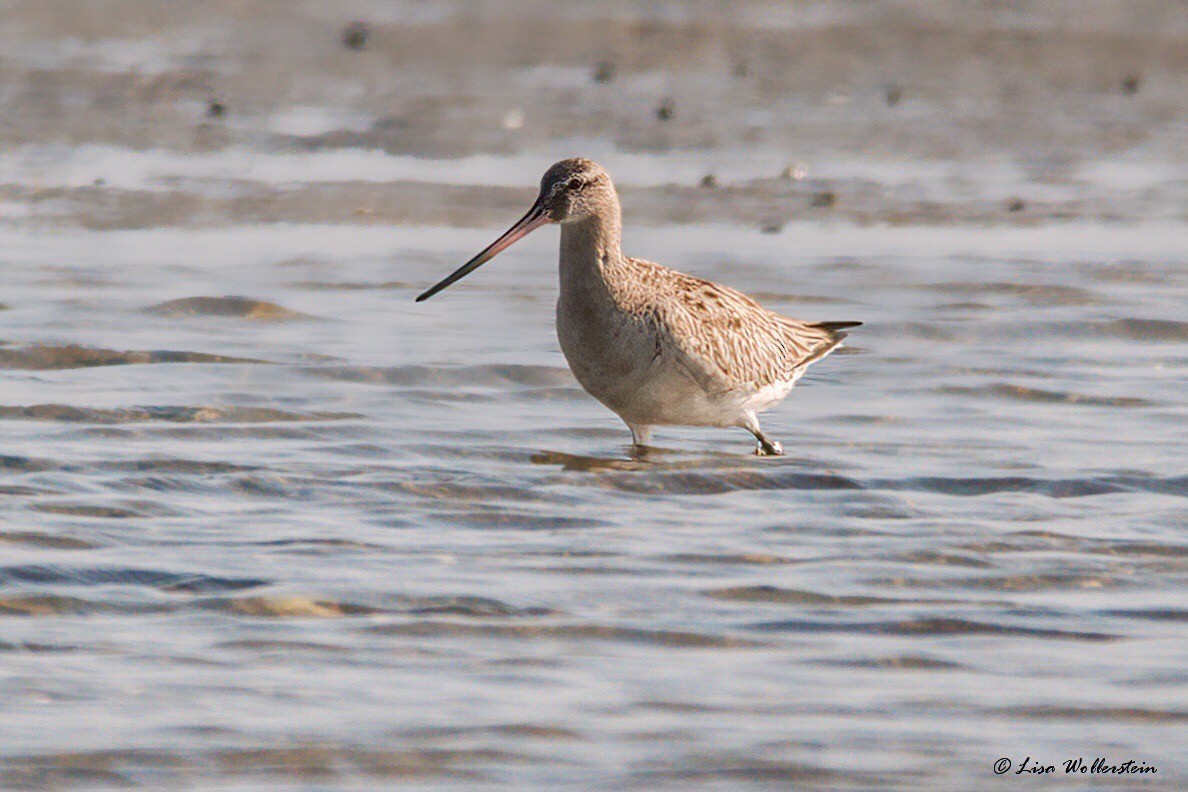 Bar-tailed Godwit - Lisa Wollerstein
