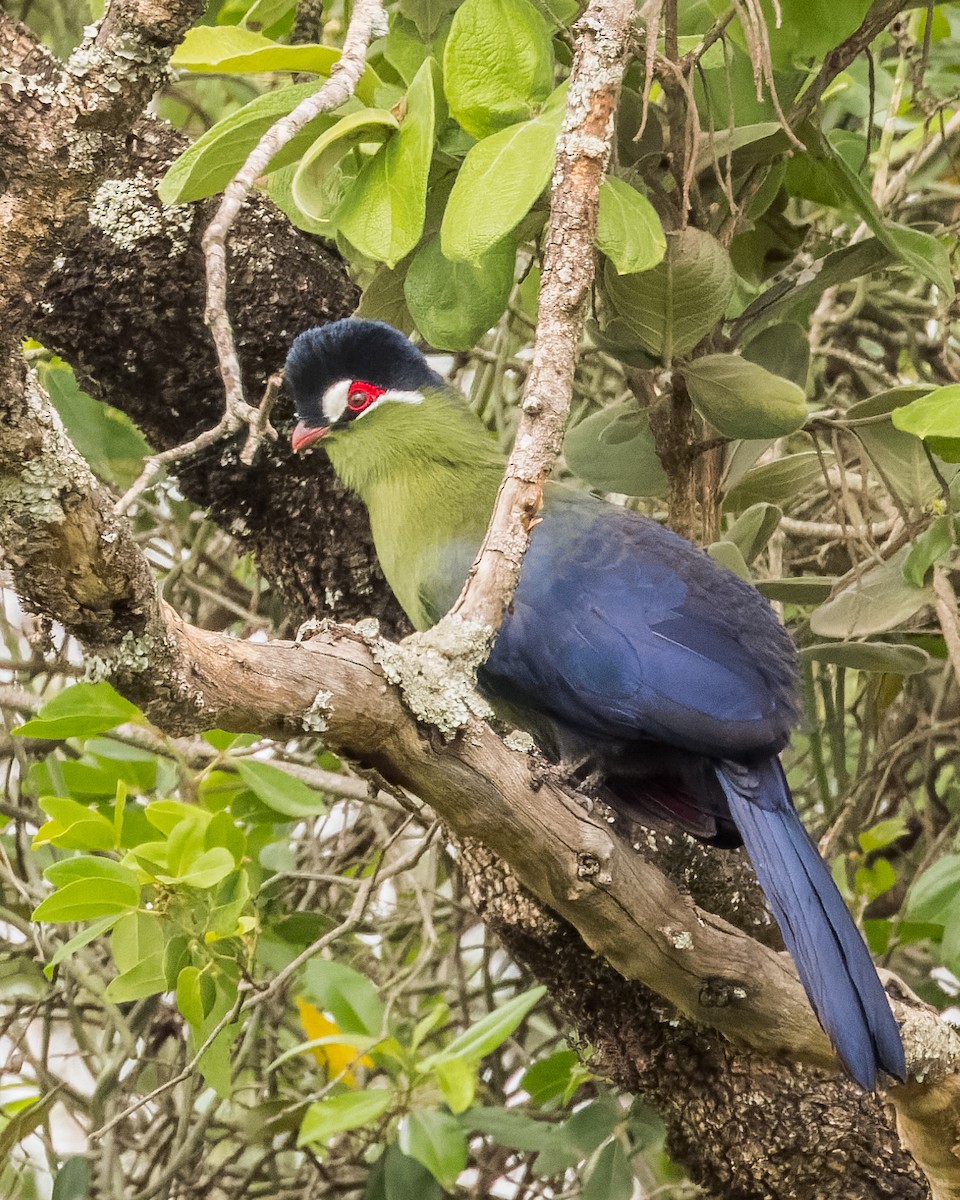 Hartlaub's Turaco - john bishop