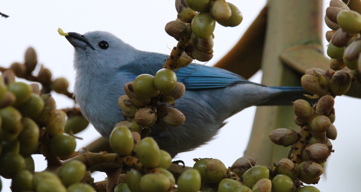 Blue-gray Tanager - ML46926201
