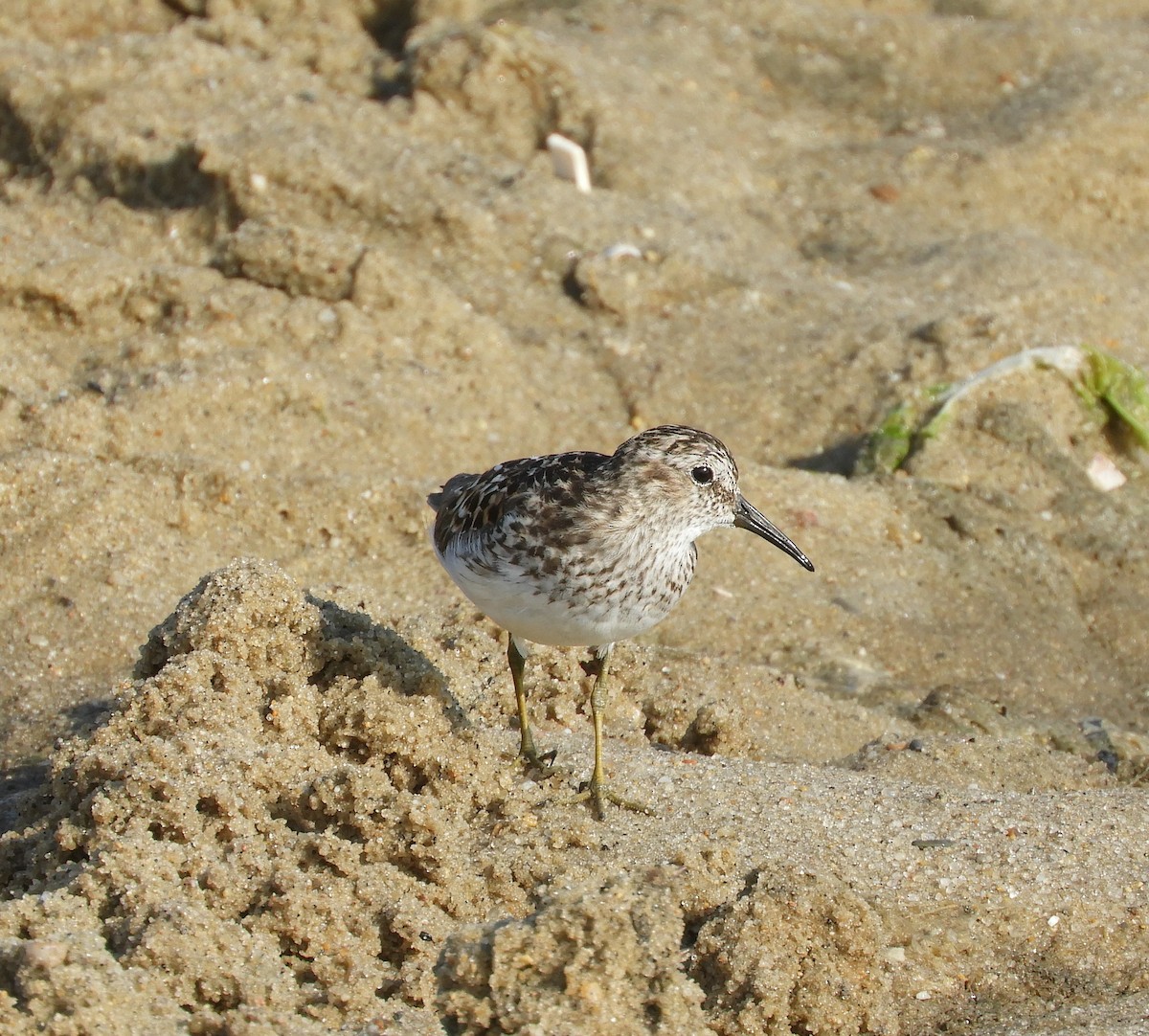 Least Sandpiper - ML469262291