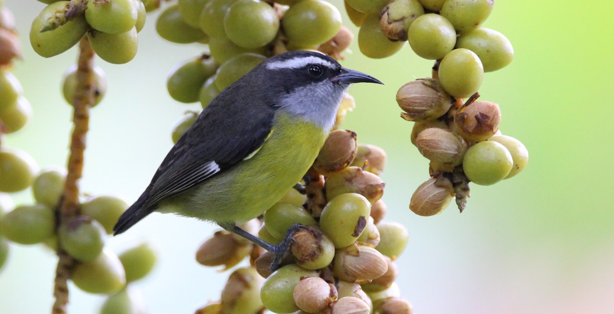 Bananaquit - ML46926251