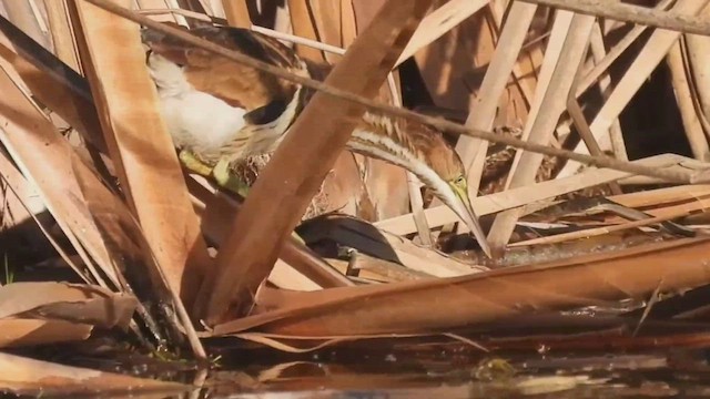 Least Bittern - ML469262961