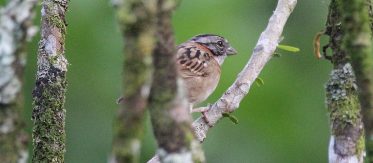 Rufous-collared Sparrow - ML46926331