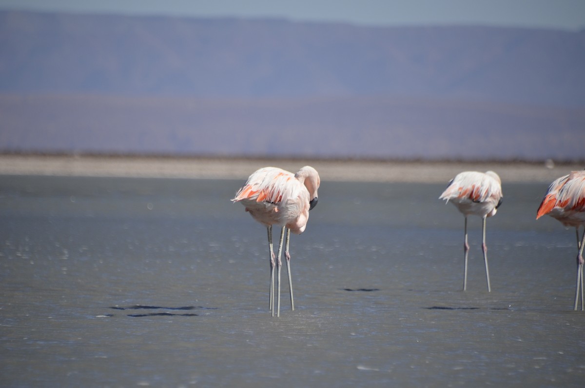 Chilean Flamingo - José Ignacio Catalán Ruiz