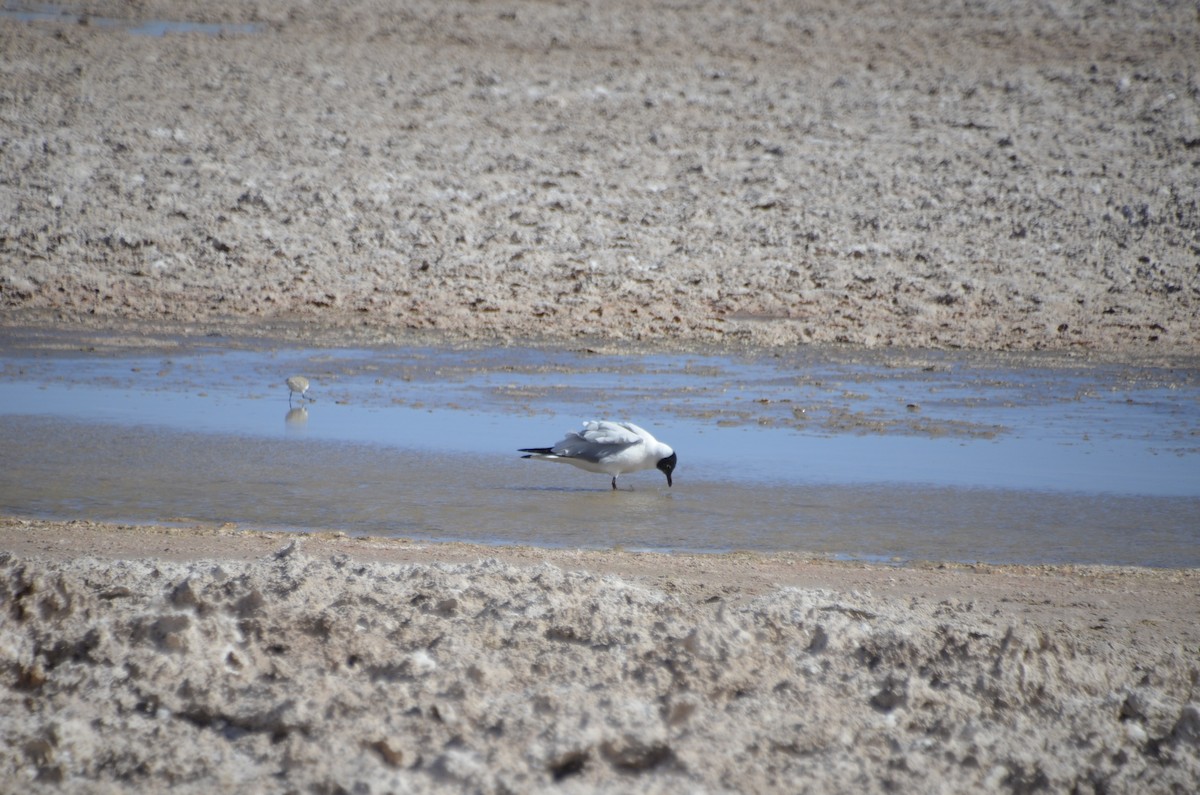 Andean Gull - José Ignacio Catalán Ruiz