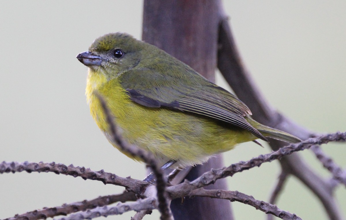 Yellow-throated Euphonia - ML46926441