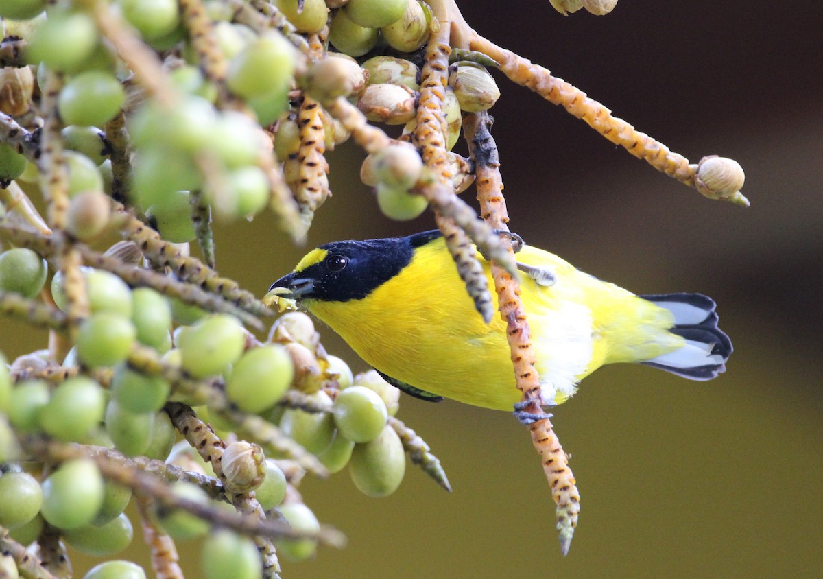 Yellow-throated Euphonia - ML46926481