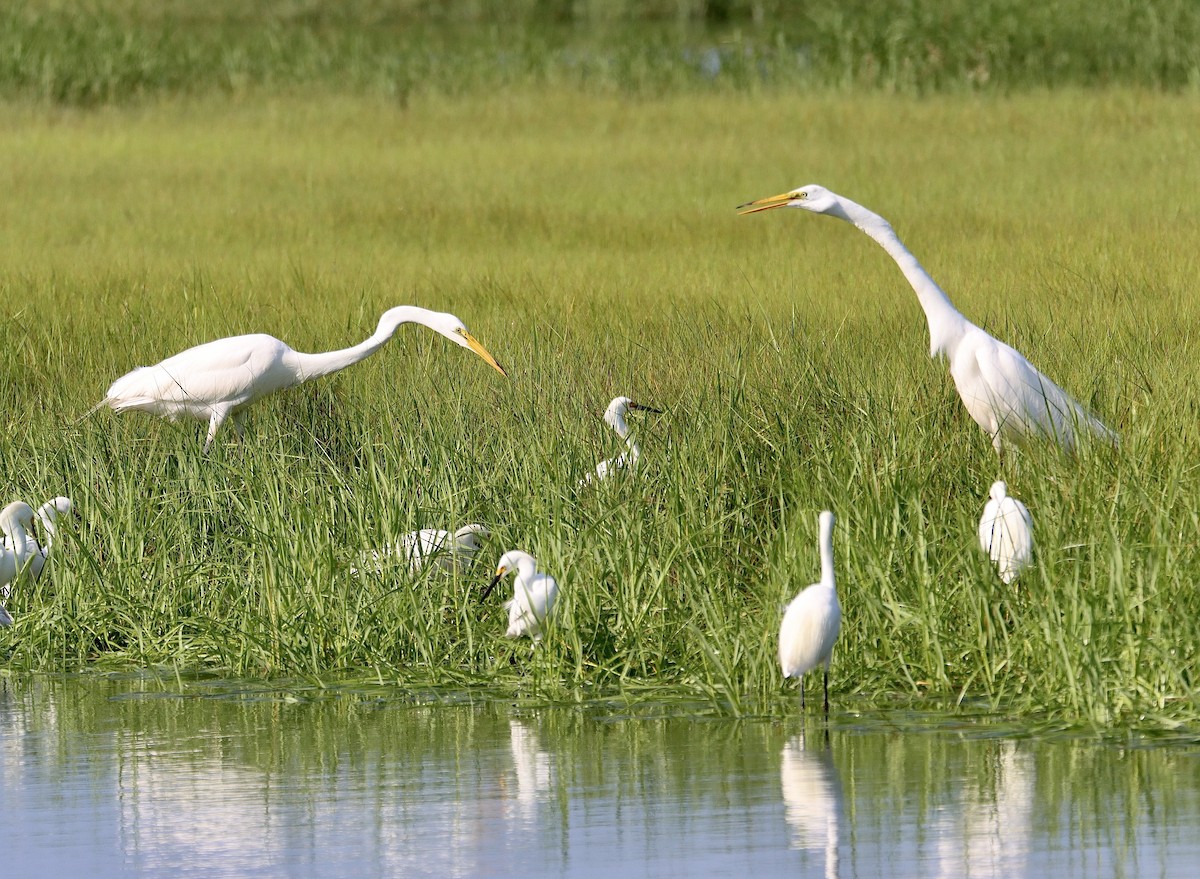 Great Egret - Francis Porter