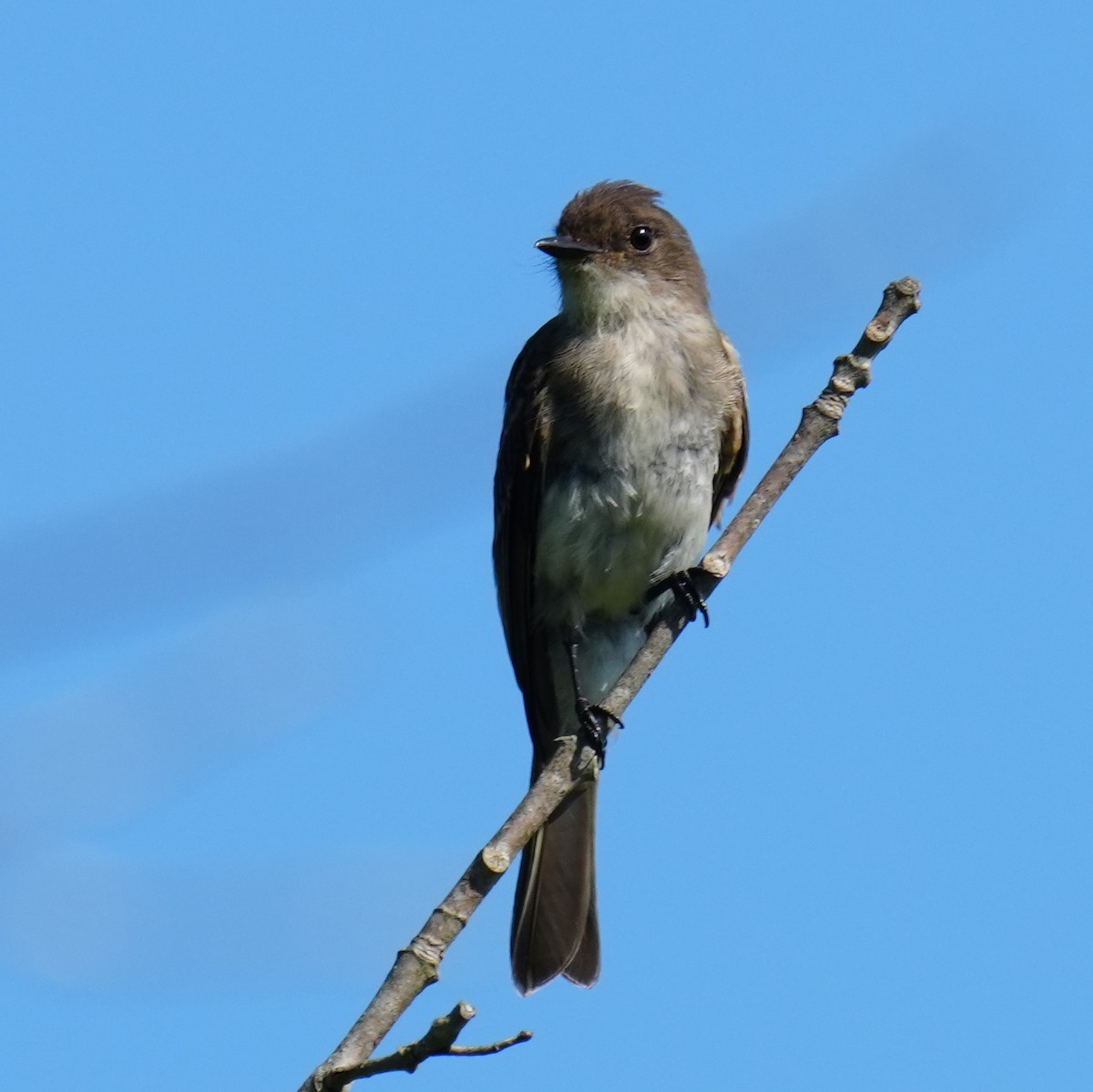 Eastern Wood-Pewee - ML469266431