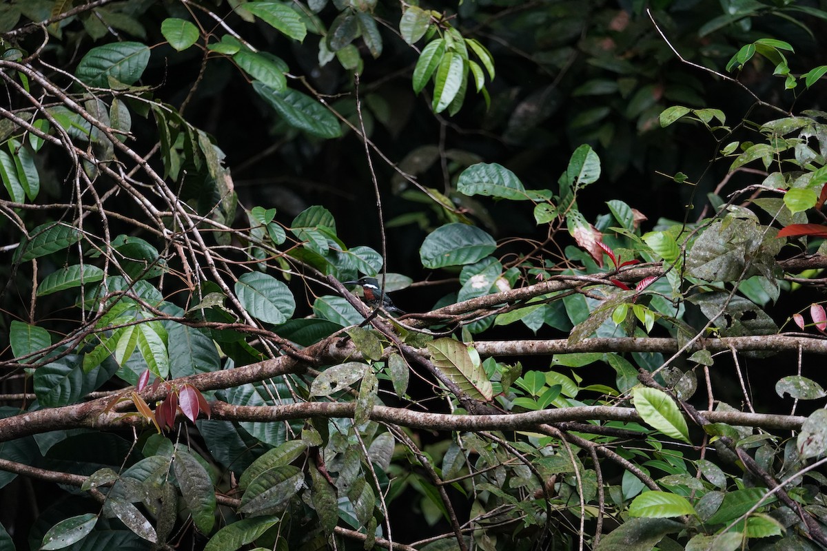 Green Kingfisher - ML469267651