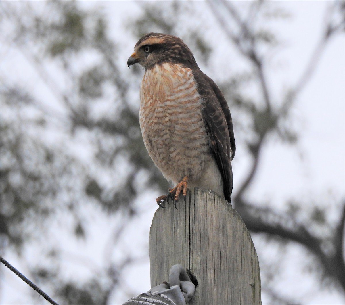 Roadside Hawk - ML469267841