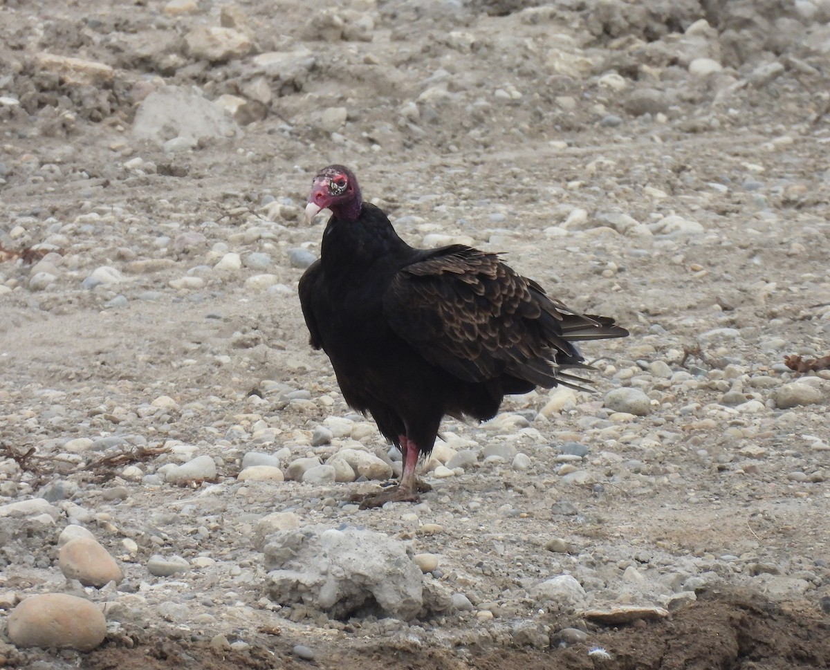 Turkey Vulture - ML469267881