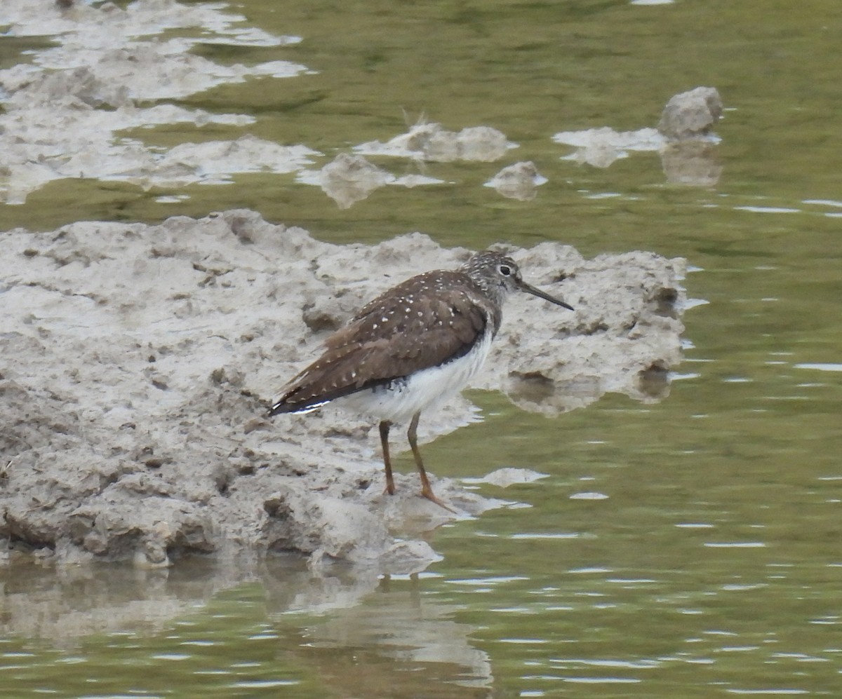 Solitary Sandpiper - ML469268201