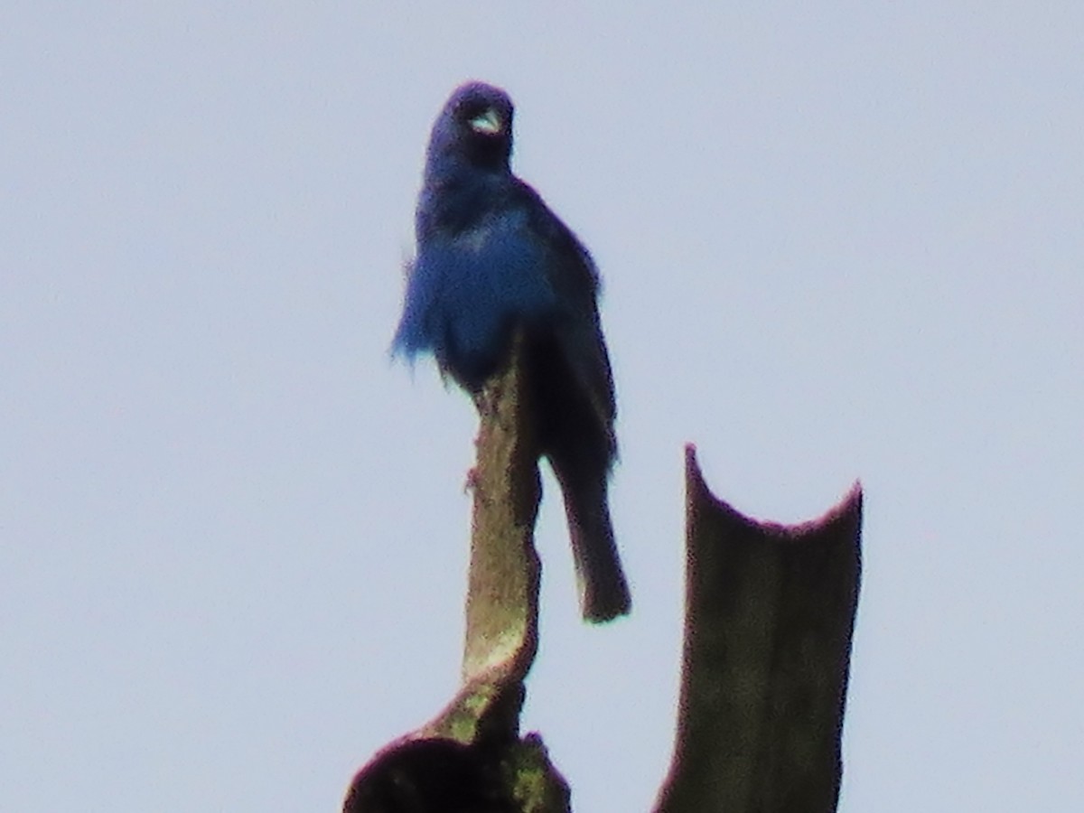 Indigo Bunting - ML469269781