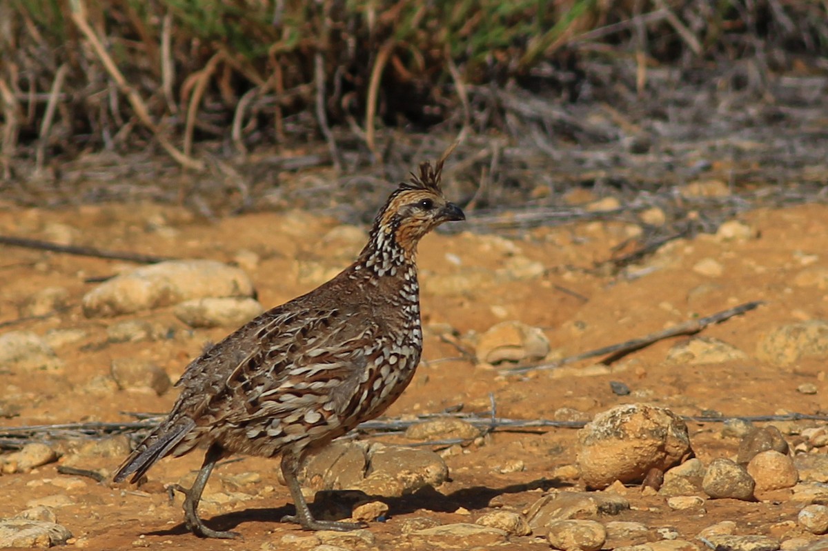 Crested Bobwhite - ML469269981