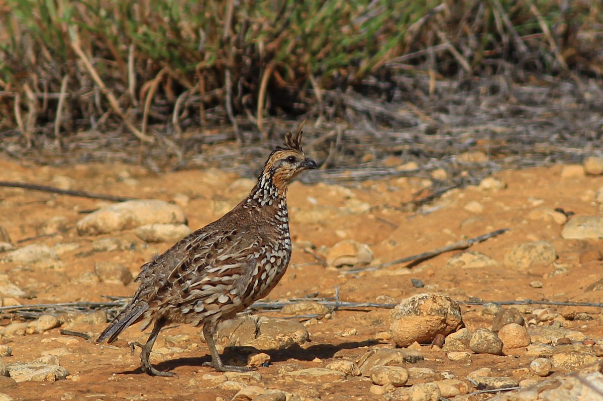 Crested Bobwhite - ML469270171