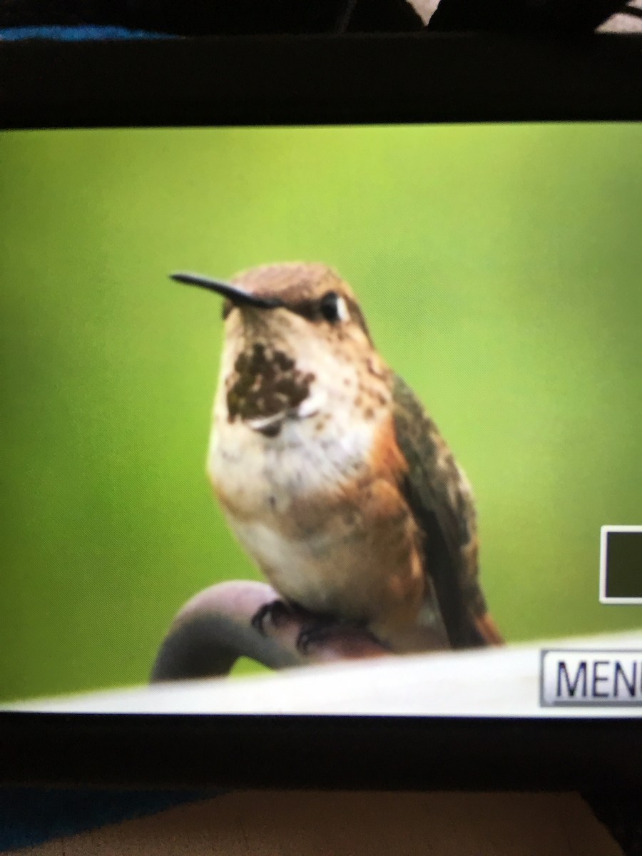 Rufous Hummingbird - Sarah Steele