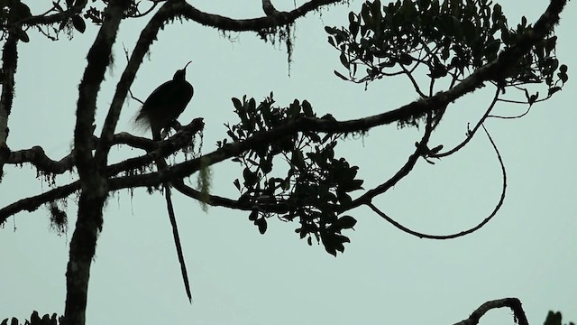 Brown Sicklebill - ML469272