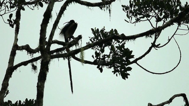 Brown Sicklebill - ML469273